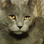 Ко мне!: ласковый кот Морсик ищет хозяина