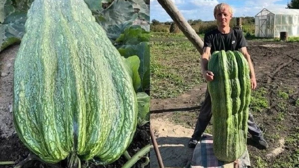 Плоды-гиганты Артема Ломакина