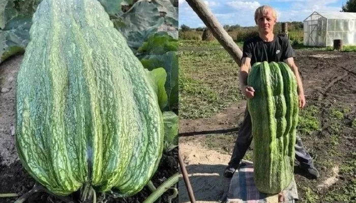 Учитель из Сибири вырастил кабачок весом 60 кг. Фото гиганта