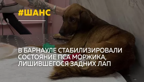 Приполз к людям без задних лап: в Барнауле спасают пса Моржика