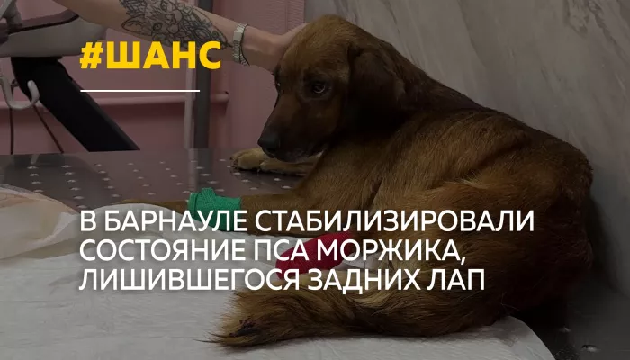Приполз к людям без задних лап: в Барнауле спасают пса Моржика