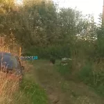 Алтайское село страдает от налетов дикого кабана, который не боится людей