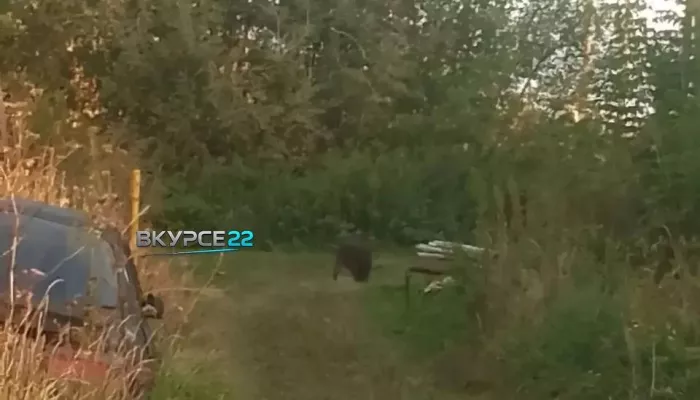 Алтайское село страдает от налетов дикого кабана, который не боится людей