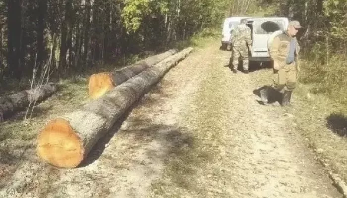 Более 4,1 тысячи патрулирований лесов провели в Республике Алтай с начала года