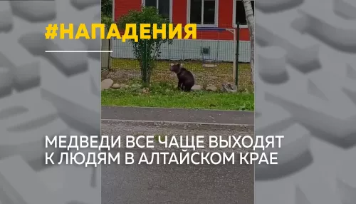 Медведи идут к людям: в Алтайском крае за неделю поступило 40 сигналов