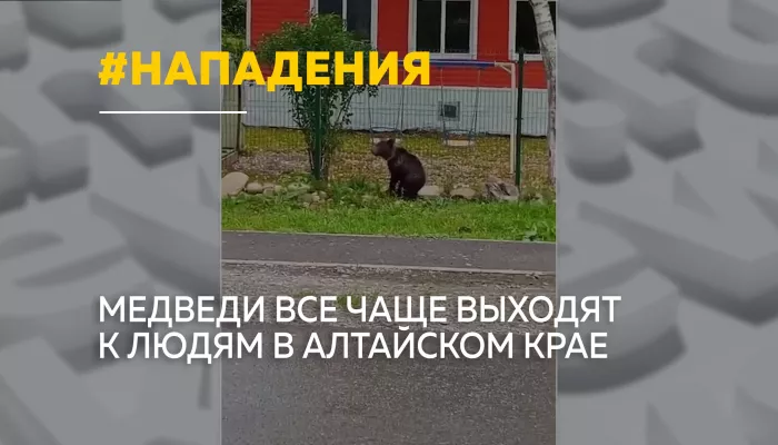 Медведи идут к людям: в Алтайском крае за неделю поступило 40 сигналов