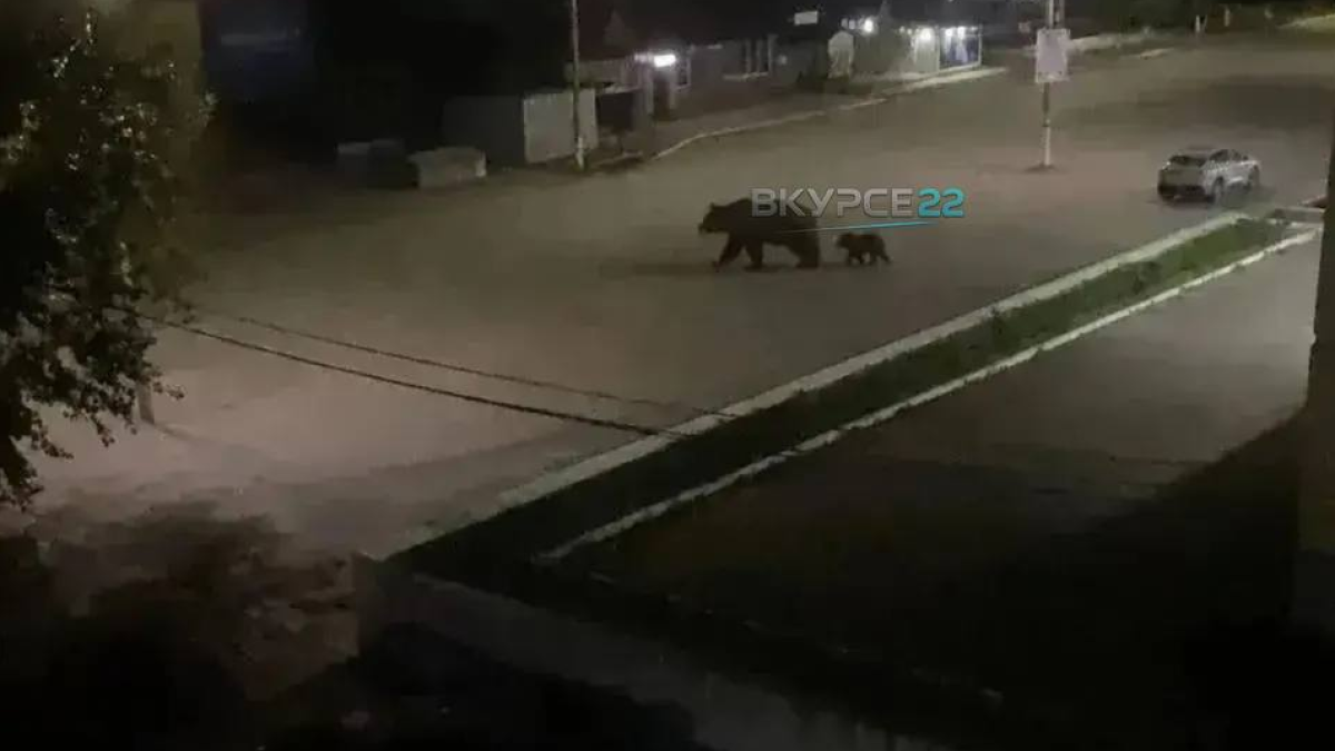 Медведица и медвежонок в Заринске