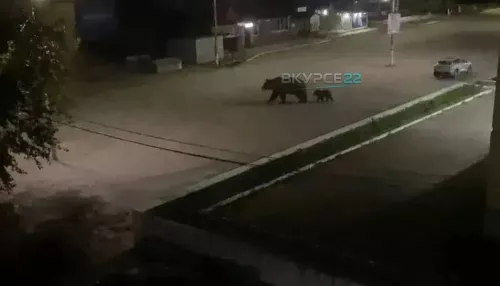 Соцсети: медведица с медвежонком прогуливались вечером по Заринску