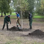 В Нагорном парке Барнаула высадили новые деревья. Фото