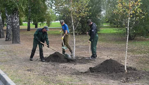 В Нагорном парке Барнаула высадили новые деревья. Фото