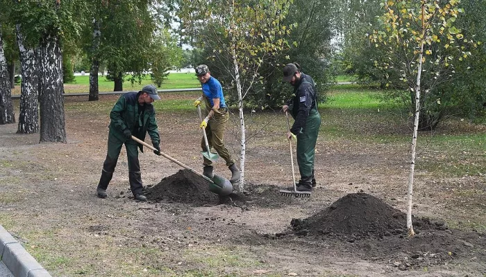 В Нагорном парке Барнаула высадили новые деревья. Фото