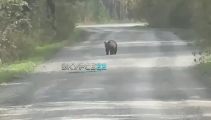 Соцсети: медвежонка заметили на дороге в Залесовском районе Алтайского края