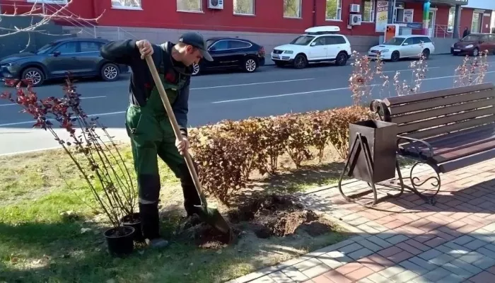 На улицах Барнаула высадили более 400 новых деревьев и кустарников