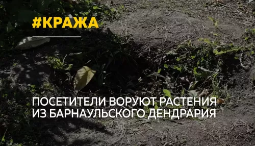 В дендрарии Барнаула участились кражи редких растений