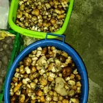 Конец сезона: грибники Алтайского края показали последние находки года. Фото