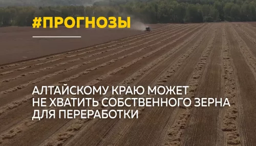 Урожай почти вдвое ниже: аграрии Алтайского края подводят итоги сезона
