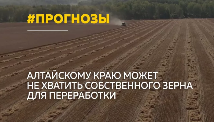 Урожай почти вдвое ниже: аграрии Алтайского края подводят итоги сезона