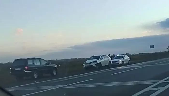 Автомобиль сбил лошадь на трассе под Бийском. Видео