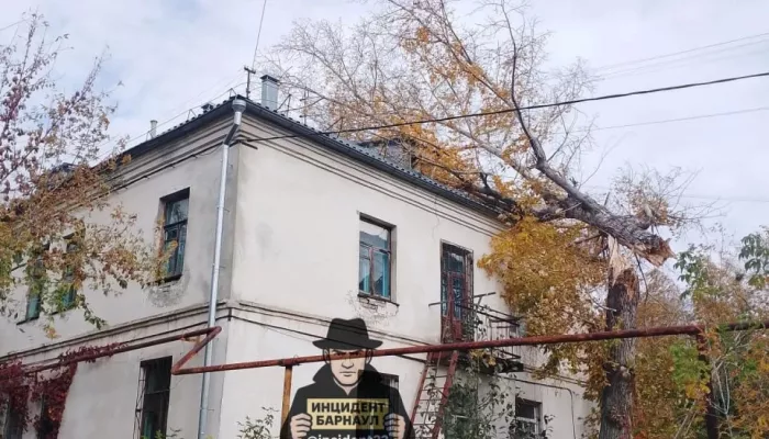 Дерево рухнуло на крышу двухэтажки на улице 40 лет Октября в Барнауле