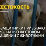 Как защитить животных от жестокого обращения и куда обращаться свидетелям