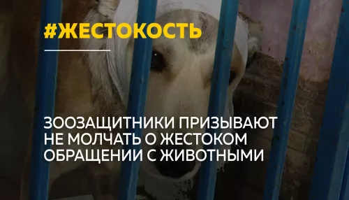 Как защитить животных от жестокого обращения и куда обращаться свидетелям