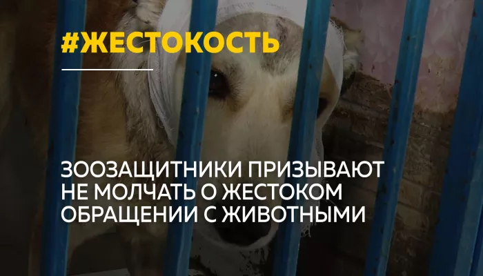 Как защитить животных от жестокого обращения и куда обращаться свидетелям