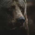 Стали известны подробности нападения медведя на подростка в Алтайском крае