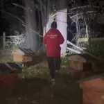 Трех медведей отстрелили в месте нападения медведя на подростка в Солтонском районе