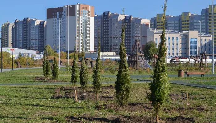 В барнаульском парке на улице Шумакова высадили ели и сосны
