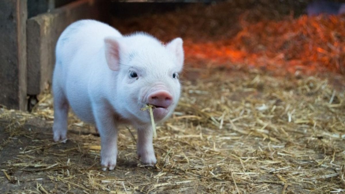 Кожу генетически модифицированной свиньи впервые пересадили человеку
