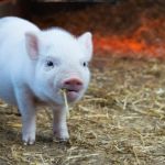 Кожу генетически модифицированной свиньи впервые пересадили человеку