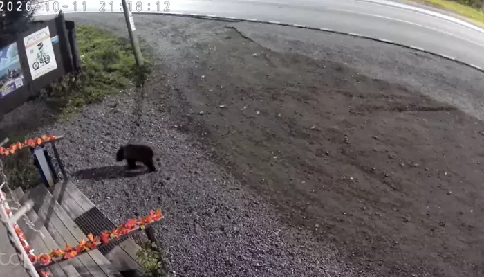Медвежонка и девять волков засняли в Республике Алтай. Видео
