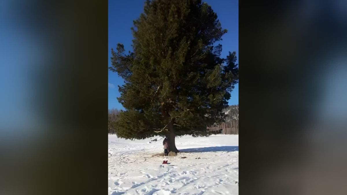 Многолетний кедр в селе Яйлю