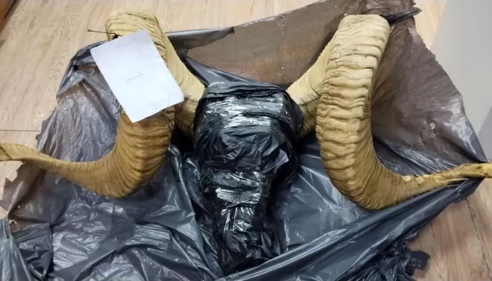 В Республике Алтай пограничники изъяли у мужчины части краснокнижного архара