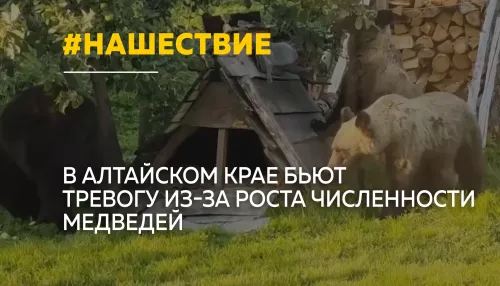 Численность медведей в некоторых районах Алтайского края выросла вдвое