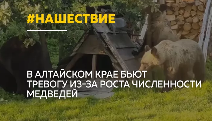 Численность медведей в некоторых районах Алтайского края выросла вдвое