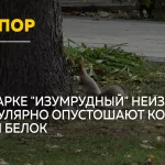 В Барнауле разгорелся спор о кормлении белок в парке Изумрудный