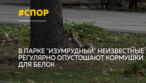 В Барнауле разгорелся спор о кормлении белок в парке Изумрудный
