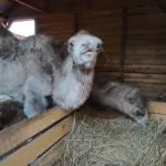 В барнаульском зоопарке поселились два маленьких верблюжонка. Видео