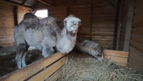 В барнаульском зоопарке поселились два маленьких верблюжонка. Видео