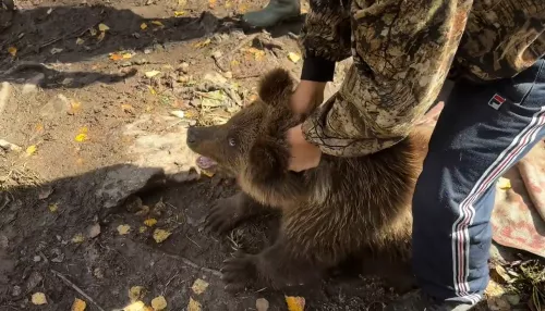 В Алтайском заповеднике выпустили в природу спасенных медвежат-сирот