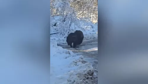 В Республике Алтай засняли бой двух медведей. Видео
