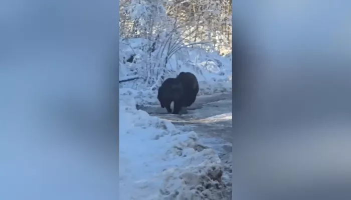 В Республике Алтай засняли бой двух медведей. Видео