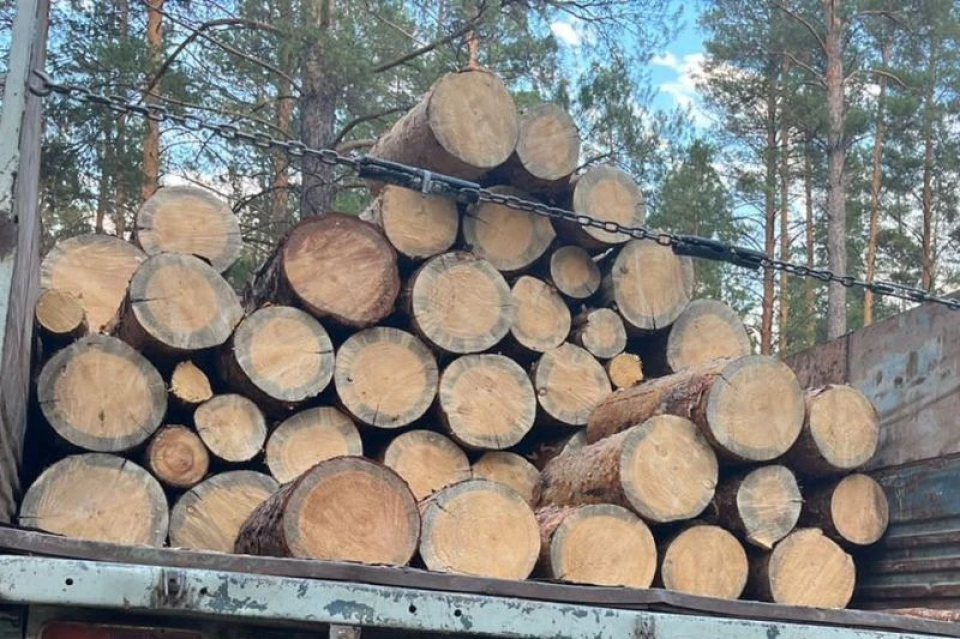 Незаконная вырубка леса