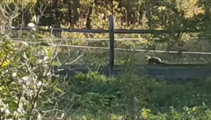 Соболь заглянул в гости к сотрудникам Алтайского заповедника. Видео