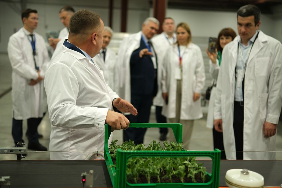 Запуск промышленного производства хризантем ГК "Горкунов" в Алтайском крае