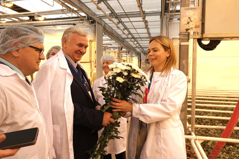 Запуск промышленного производства хризантем ГК "Горкунов" в Алтайском крае