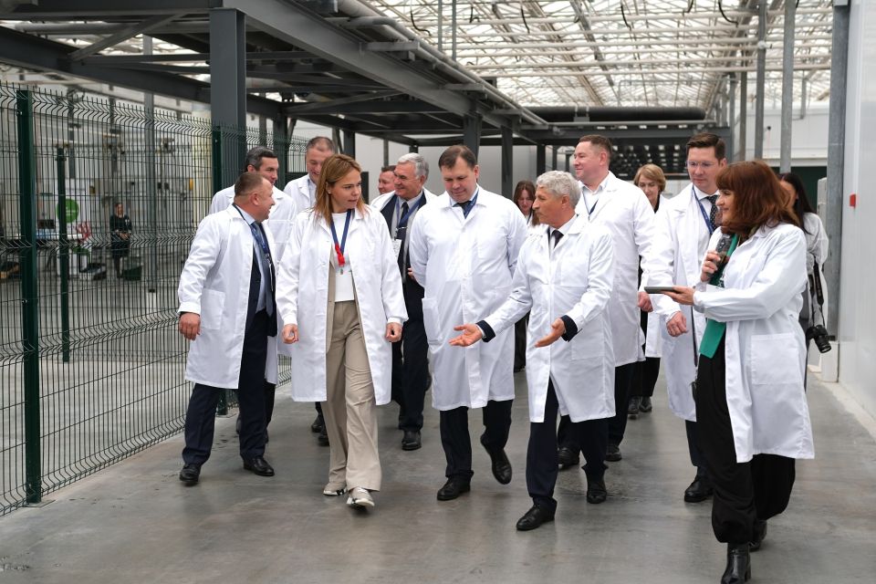 Запуск промышленного производства хризантем ГК "Горкунов" в Алтайском крае