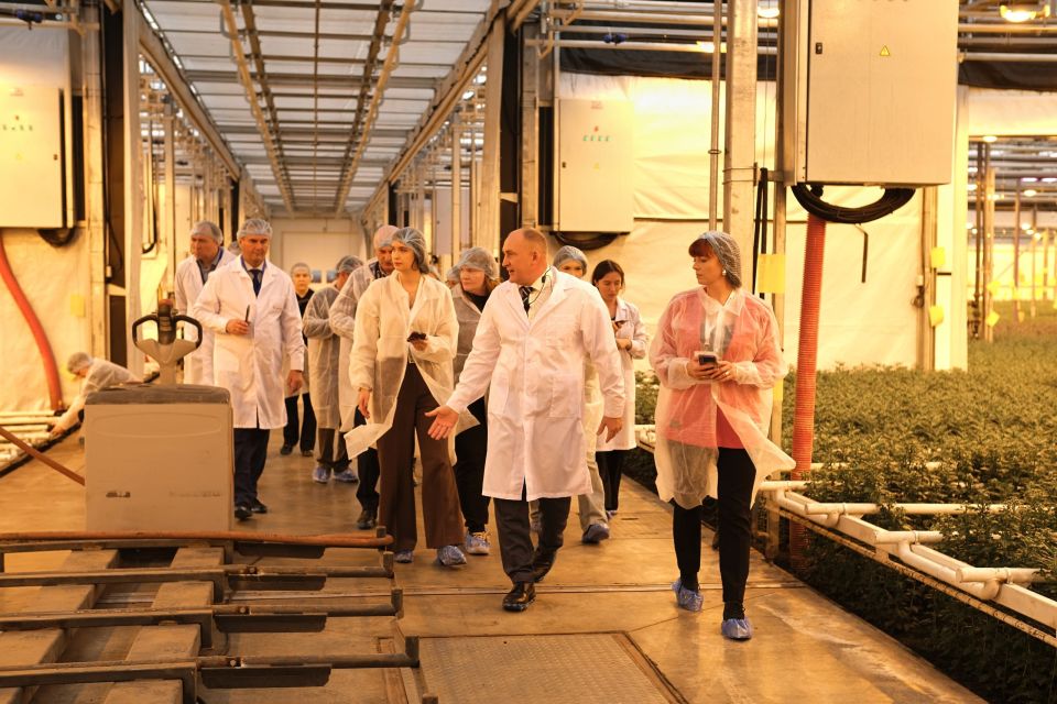 Запуск промышленного производства хризантем ГК «Горкунов» в Алтайском крае