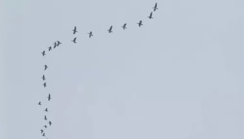 Большая стая журавлей пролетела над Алтайским краем. Видео